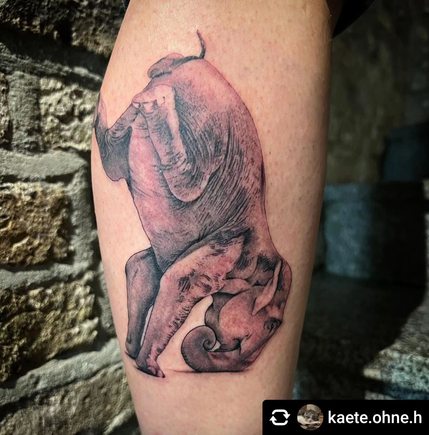 Elefant von @kaete.ohne.h

Elefant 
•
•
#inked #inkedgirls #ink #tattoos #tattoo